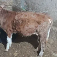 گوساله سمینتال ماده