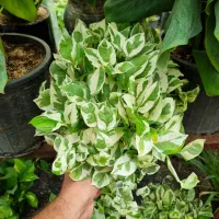 گل داودی چهارفصل سرو شیراز میخک عبایی پاپیتال گلدا|گل و گیاه طبیعی|مشهد, چهارچشمه|دیوار