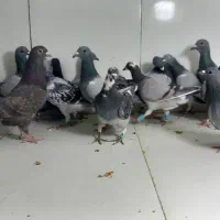 ۱۸تایی پرشی ماده المانی