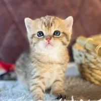 بچه گربه های دلربا در شیراز|گربه|شیراز, سینما سعدی|دیوار