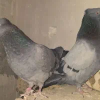 کبوتر سبز گم کردم