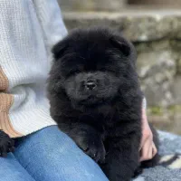 توله چاو چاو مشکی