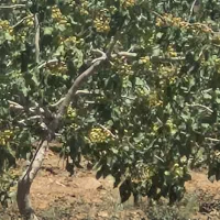 فروش-باغ-پسته