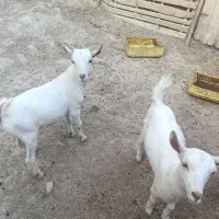 کهروک نروماده|حیوانات مزرعه|قشم, |دیوار