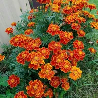 بذر/فضای سبز/سبزیجات/شهرداری/باغچه|گل و گیاه طبیعی|تهران, پونک|دیوار