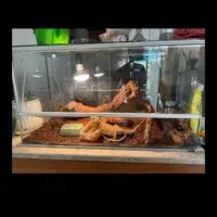 باکس ، آکواریوم ، همه مدل|ماهی|تهران, افسریه شمالی|دیوار