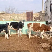 ۳راس گوساله ماده ۲راس سمینتال ۱راس هلشتاین جنس|حیوانات مزرعه|تاکستان, |دیوار