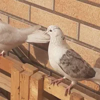 یه جفت کبوتر تهرونی درجه۱