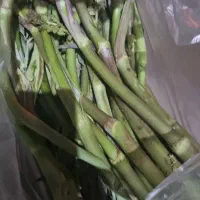 نریک بیلهر