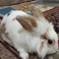 قیمت توافقی