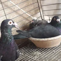 یک جفت کفتر.|پرنده|قرچک, داوود آباد|دیوار