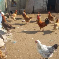 مرغ محلی دانه ای ۸۰۰