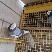 کفتر ابلغ|پرنده|تهران, افسریه جنوبی|دیوار