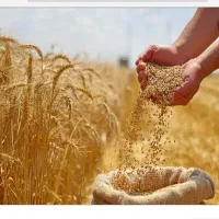 بذر گندم سیروان آماده کاشت