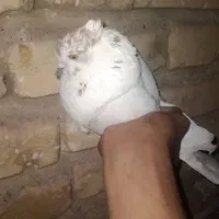 یک جفت کبوتر پرشی