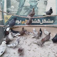 دم‌سفید سرور|پرنده|اصفهان, ارغوانیه|دیوار