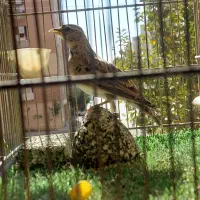 پرنده خوش آواز