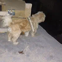 سگ خونگی فوق‌العاده باهوش|سگ|شیراز, بعثت|دیوار