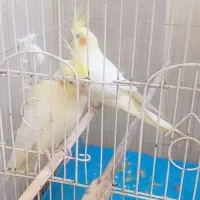 عروس هلندی گمشده