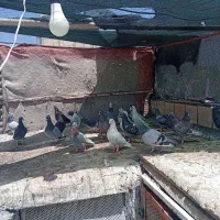 کفتر