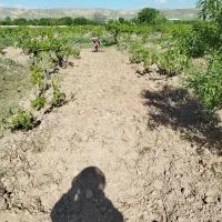 شخم زدن زمین زعفران،باغ وباغچه