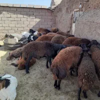 بره قوچی|حیوانات مزرعه|شامکان, |دیوار