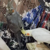 فروش یک جفت عروس هلندی