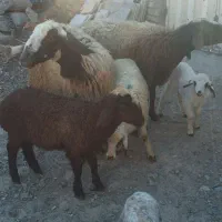 میش وبره دوقلو