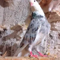 شازده سرور لوطین
