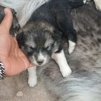سگ هاسکی