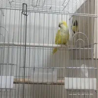 ۳جفت راهب مولد دم تخم