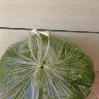 سبزیجات نمونه یعقوبی|خوردنی و آشامیدنی|تاکستان, |دیوار