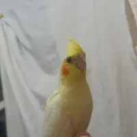 عروس هلندی گمشده