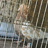 کفترماده سینه سرور ذات قدیم پامیل بزن سروهیکل دار