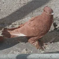 کفتر کبوتر راعبی رواعب با قفس دو طبقه|پرنده|قم, سالاریه|دیوار