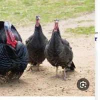 بوقلمون ماده بالق