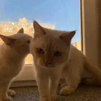 واگذاری گربه بریتیش|گربه|بندرعباس, |دیوار