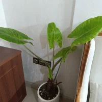 گیاه آپارتمانی بابا آدم بلند