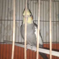 عروس هلندی