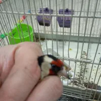 سهره نر|پرنده|نقده, |دیوار