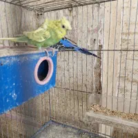 جفت های مولد مرغ عشق پروانه ای|پرنده|شهرکرد, |دیوار