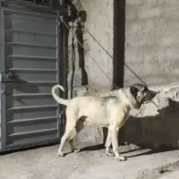 گمشده|حیوانات|سلطانیه, |دیوار