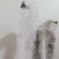 شاه پر شترمرغ