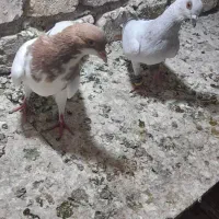 دوعدد کفتر نر
