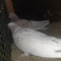 ۵جفت قناری|پرنده|کاشان, باغ ماجد|دیوار