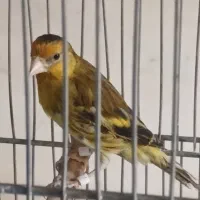 سهره قناری دهن دار ۵ ماهه