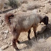20 راس کهره نر
