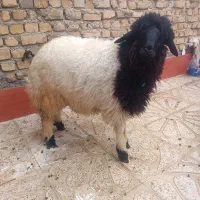 بره فروش|حیوانات مزرعه|دره شهر, |دیوار