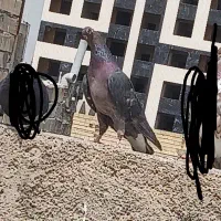 کبوتر گمشده
