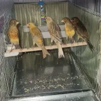 قناری رسمی